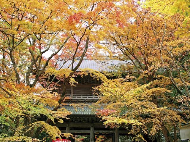 【湖東三山&永源寺で紅葉狩り】永源寺