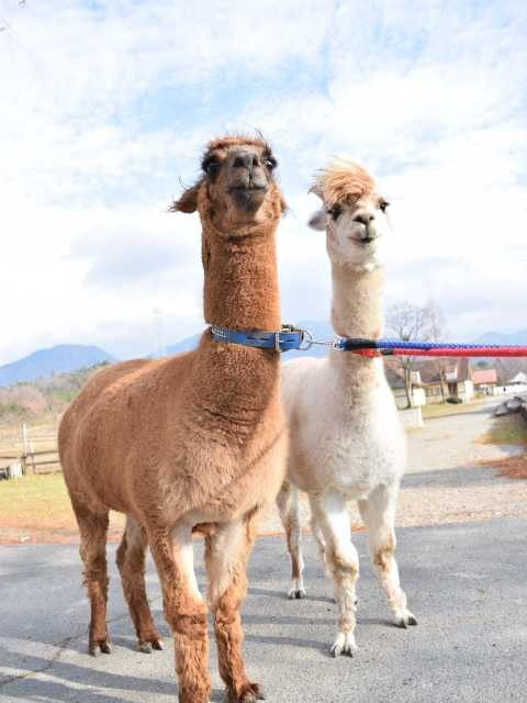 滋賀農業公園 ブルーメの丘