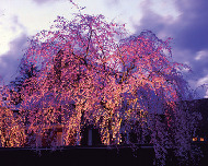 【角館の桜まつり 見学スポット】 武家屋敷通りのシダレザクラ