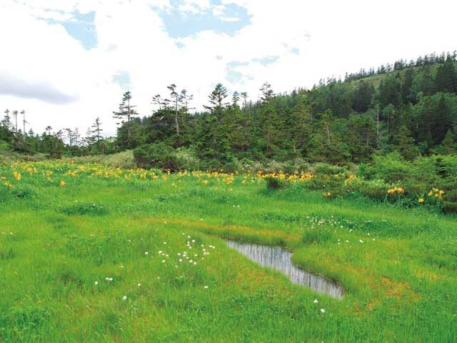 黒谷地湿原