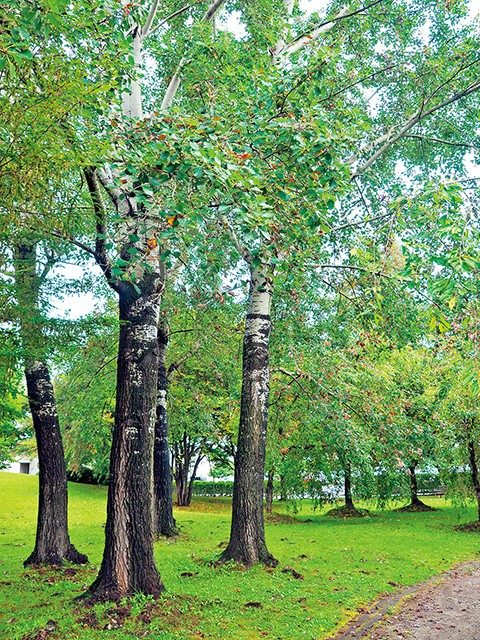 賢治が愛したギンドロの木
