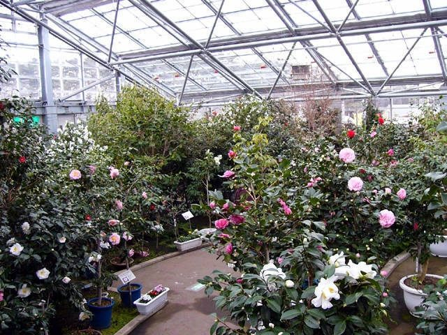 世界の椿館・碁石