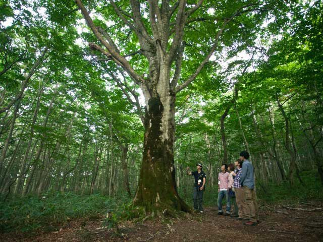 【安比高原×観光】豊かな自然を五感で感じよう「イーハトーヴォ安比高原自然学校」
