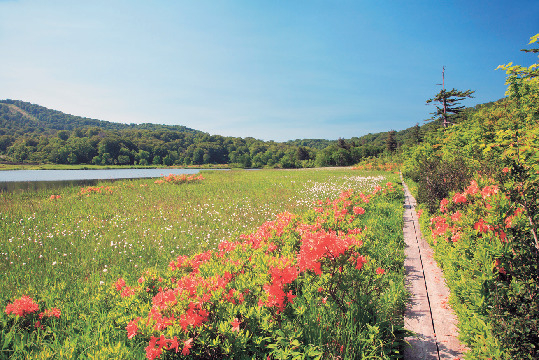 【八幡平アスピーテライン×ドライブ】沼のほとりの木道を歩き気軽に高山植物を観察「八幡平大沼」