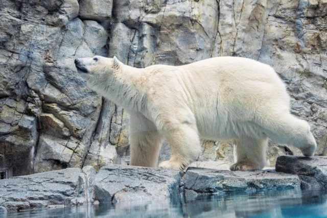 【男鹿水族館GAO×見どころ1】 ホッキョクグマの豪太くん