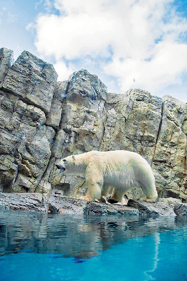 【男鹿水族館GAO×見どころ1】 ホッキョクグマの豪太くん