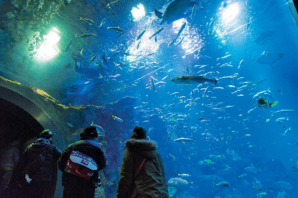 【男鹿水族館GAO×見どころ2】 気分はもう海の中男鹿の海大水槽