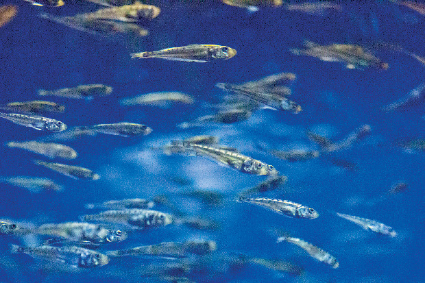 【男鹿水族館GAO×見どころ3】 秋田の魚といえばハタハタ博物館