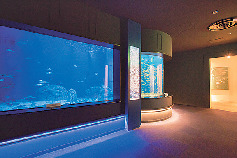 【男鹿水族館GAO×見どころ3】 秋田の魚といえばハタハタ博物館