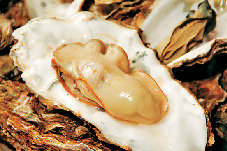 プリプリのかきを豪快に食べまくる!「三陸山田かき小屋」