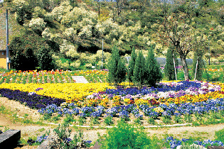 【CLOSE UP】四国山香りの森公園
