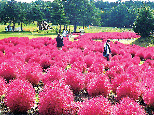 花の駅 ひるがの高原 コキアパーク