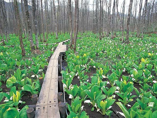 刺巻湿原ミズバショウ群生地