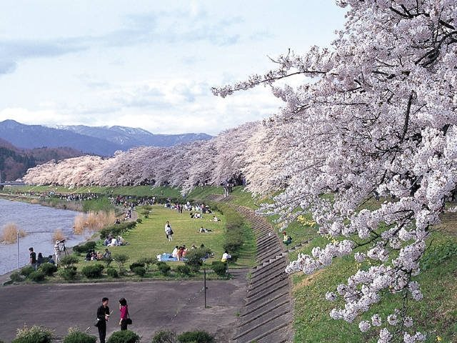 【角館さくら祭り必見スポット2】桧木内川堤のソメイヨシノ