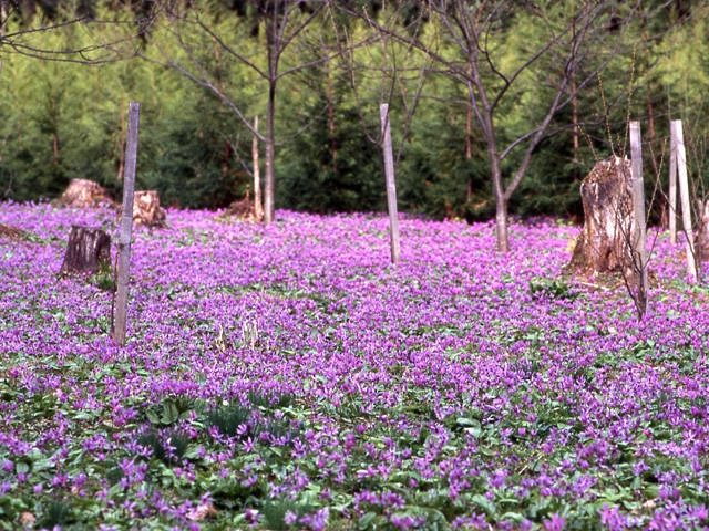かたくり群生の郷