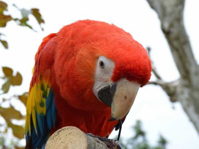 秋田市大森山動物園 あきぎんオモリンの森