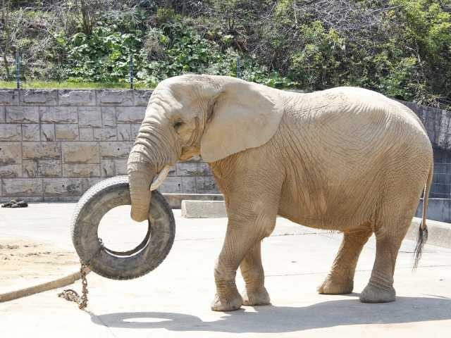 秋田市大森山動物園 あきぎんオモリンの森