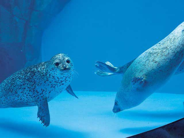 【男鹿水族館GAO×見どころ5】 アシカ&アザラシに会えるひれあし's館