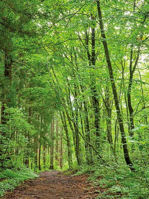 ツアールの森を散策