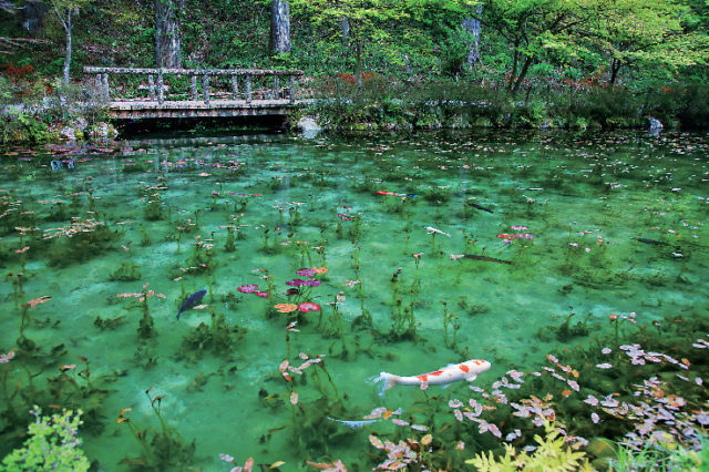 岐阜の絶景スポット③ 根道神社(モネの池)
