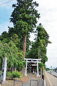小舟渡八幡宮のイチョウの木