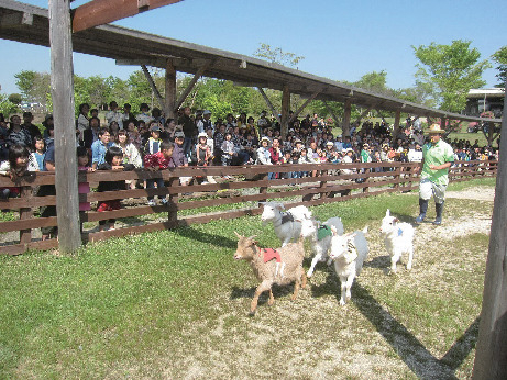 わくわくレース