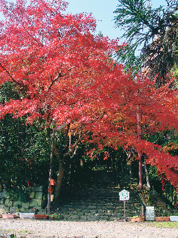 【東近江×観光】隠れ里の風情ただよう名刹「石馬寺」