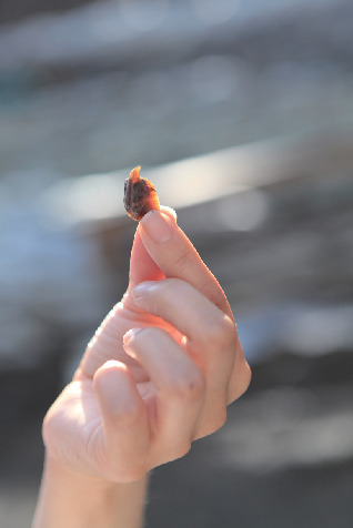 琥珀掘りについて