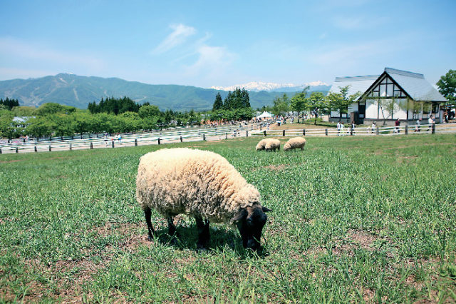 動物とふれあおう!