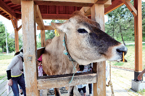 動物とふれあおう!