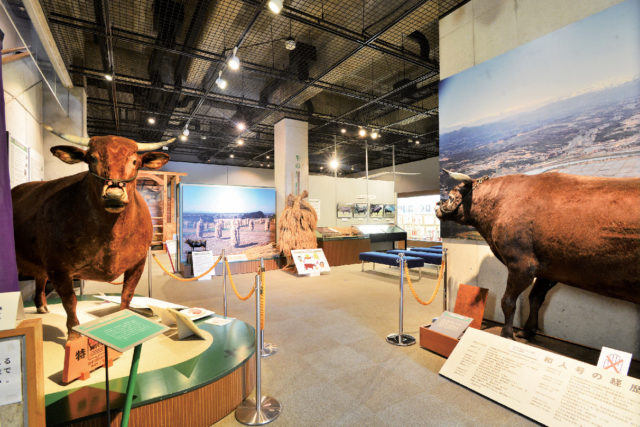 【CHECK!】 牛の博物館で前沢牛を知る