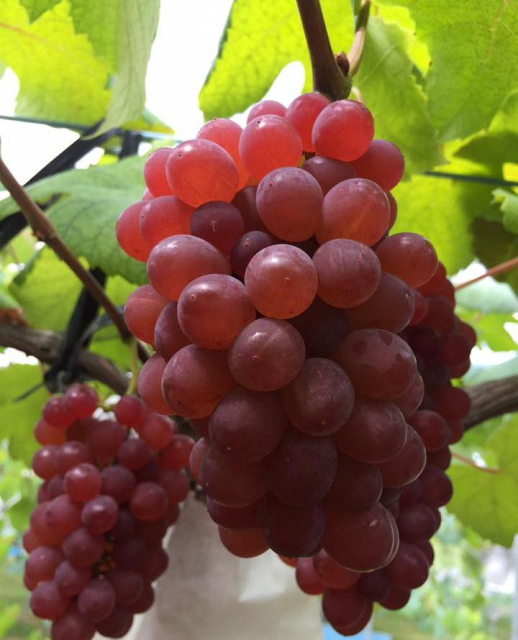 【滋賀の道の駅】アグリパーク竜王