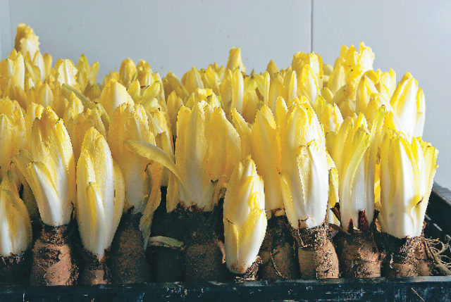 【中津川&恵那×観光】ちこり村