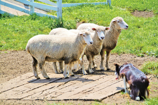 小岩井農場の人気イベントスケジュール