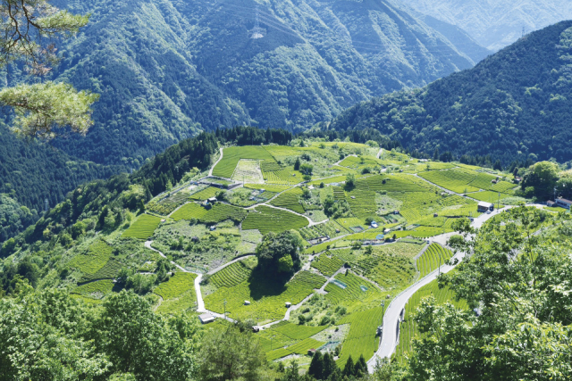 岐阜の絶景スポット⑨ 天空の茶畑