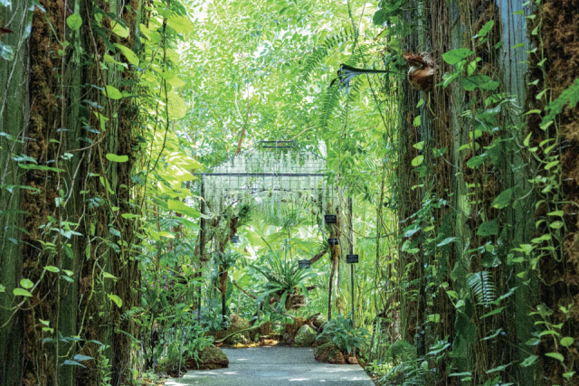 【高知県立牧野植物園の見どころ】温室
