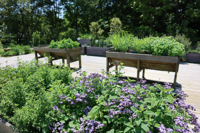 【高知県立牧野植物園をご案内】ふむふむ広場