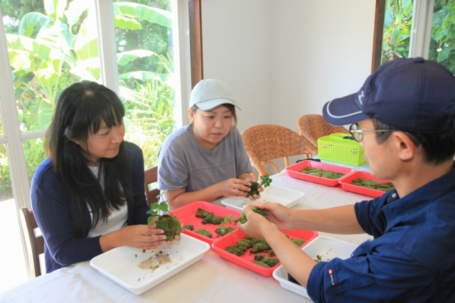 【屋久島×手作り体験】ガジュマルの木や アコウの木を苗木に「Sanhiro GREEN」