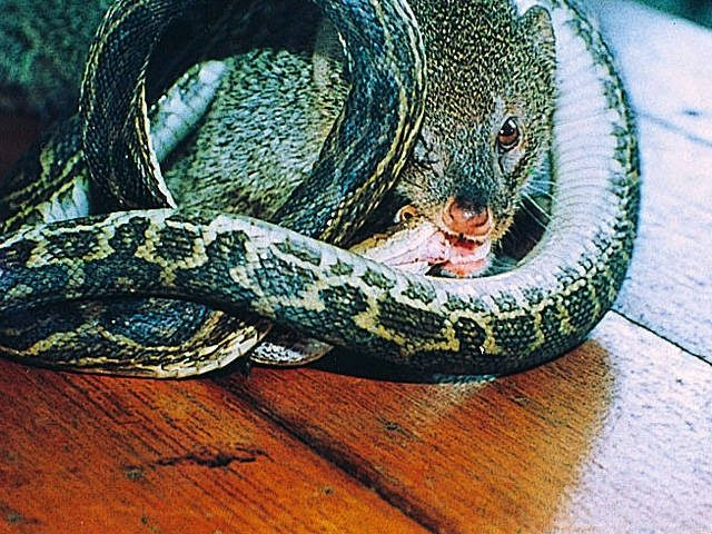 【奄美大島の観光スポット】奄美観光ハブセンター