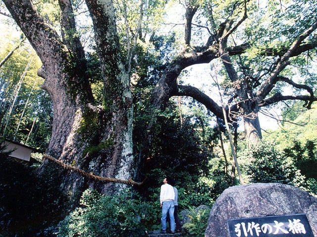 引作の大楠