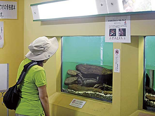 日本サンショウウオセンター