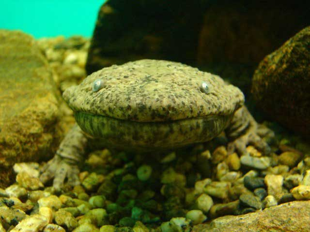 日本サンショウウオセンター