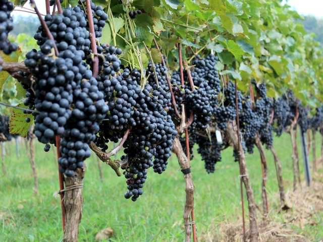 天橋立ワイナリー