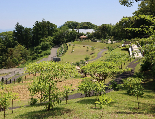 【高知県立牧野植物園をご案内】ふむふむ広場