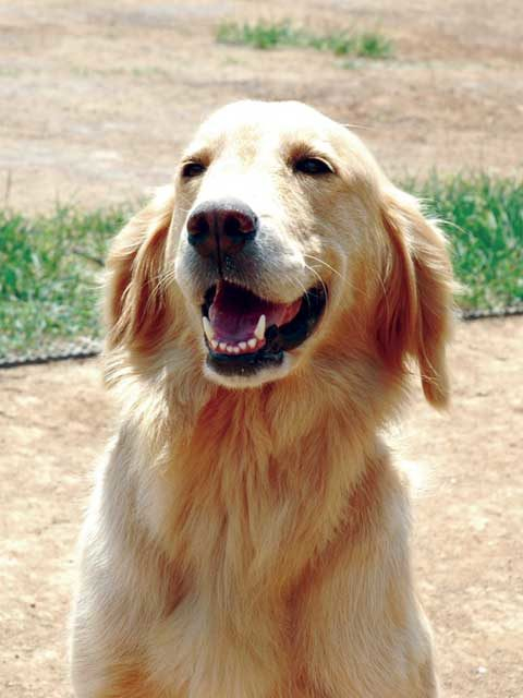 【大山の観光ナビ】大山トム・ソーヤ牧場