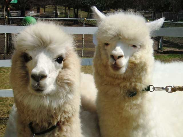 【大山の観光ナビ】大山トム・ソーヤ牧場