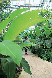 【高知県立牧野植物園をご案内】温室