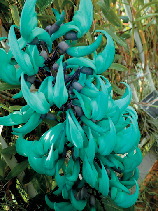 温室で見られる植物