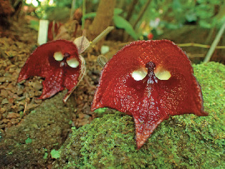 温室で見られる植物