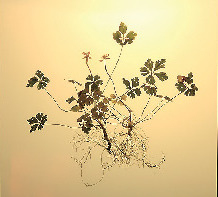 博士ゆかりのバイカオウレン